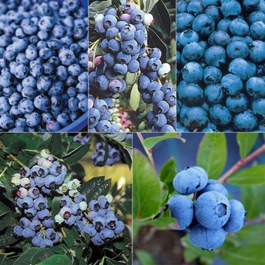 Photo of Farmer's Market Blueberry Patch Collection