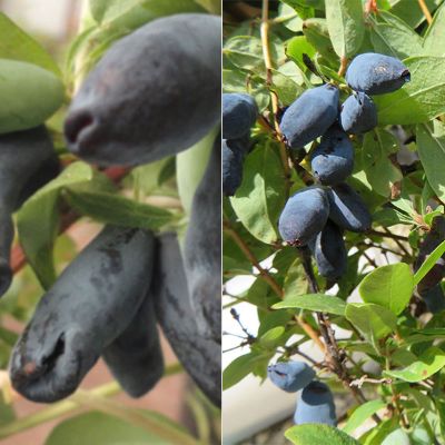 Photo collage of two honeyberry plant varieties.