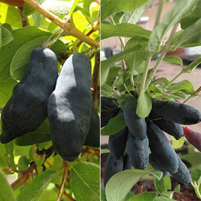 Photo of Blue Honeyberry Plant Collection