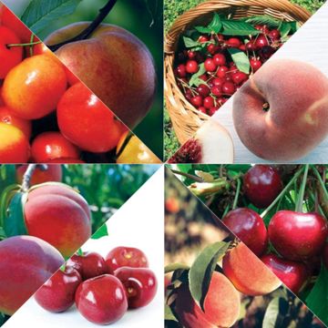 Photo collage of various fruit varieties.