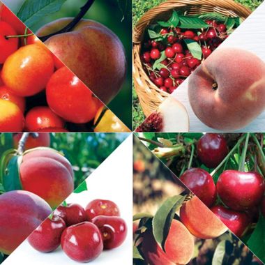 Photo collage of various fruit varieties.