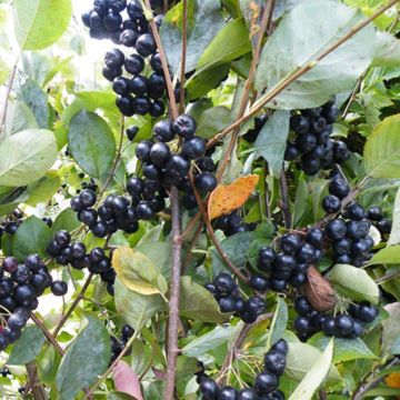 Photo of Viking Aronia Berry Plant