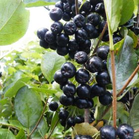 Photo of aronia berry plant.