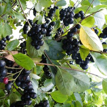 Photo of Viking Aronia Berry Plant