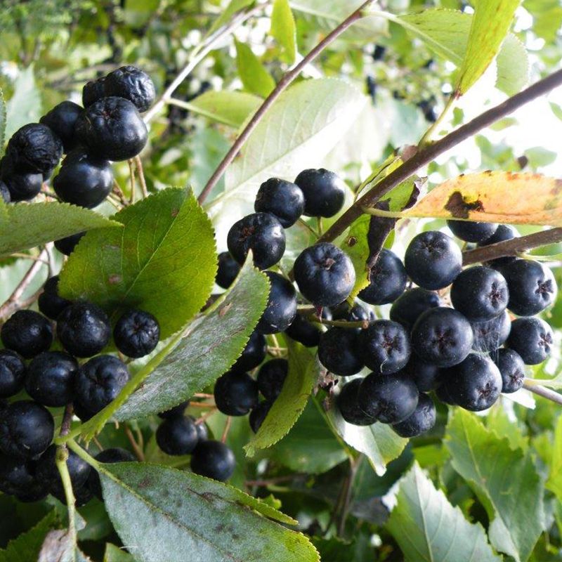 aronia viking berry plants bro stark