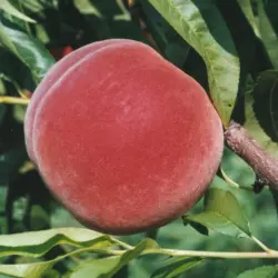 Photo of an Allstar peach on the tree.