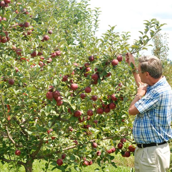 Photo of Empire Apple Tree