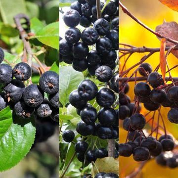 Photo collage of three aronia berry varieties.