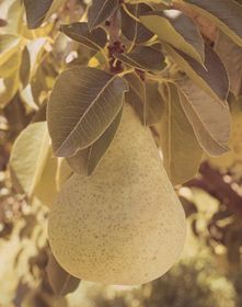 Photo of Stark® Jumbo Pear Tree