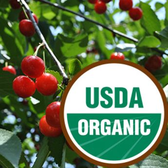 USDA Organic Badge with cherry tree
