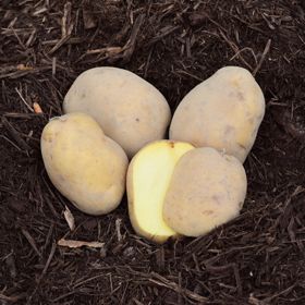 Photo of Carola potatoes.