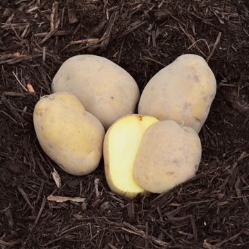 Photo of Carola potatoes.