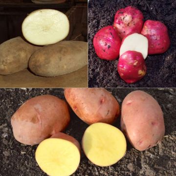 Photo of All-Season Seed Potato Collection