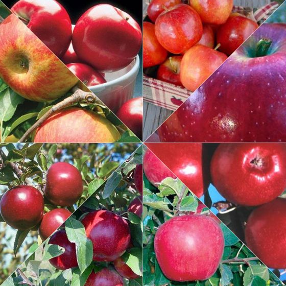 Photo of Organic Farmer's Market Apple Tree Collection