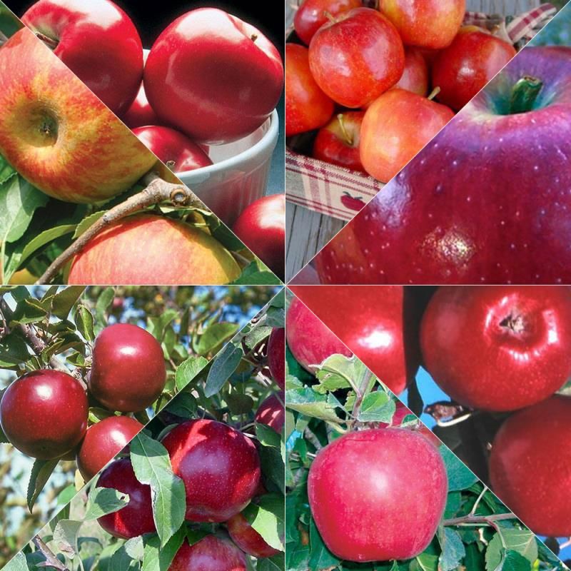 Organic Farmer's Market Apple Tree Collection - Stark Bro's