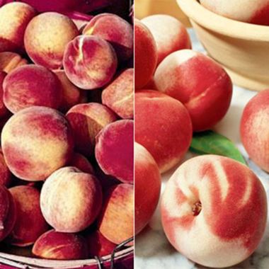 Photo of Organic Polar Peach Tree Collection
