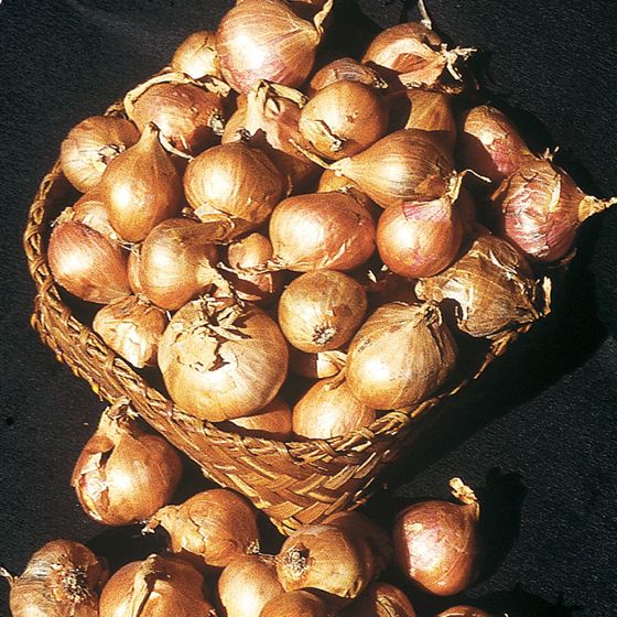 Photo of Dutch Yellow Shallot Plant