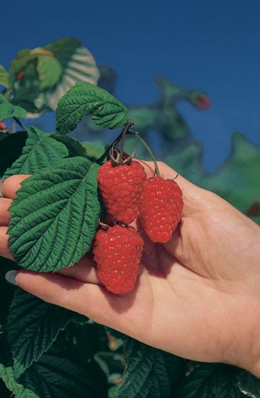 Photo of Thornless Loganberry Plant