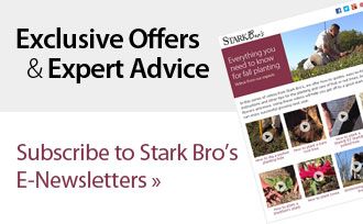 E-Newsletters. Subscribe Now