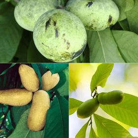 Photo collage of pawpaw trees.