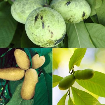 Photo collage of pawpaw trees.