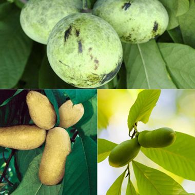 Photo collage of pawpaw trees.