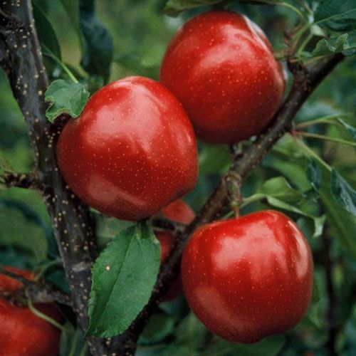 buckeye gala apple apple