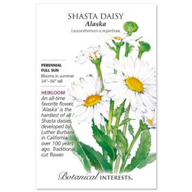 Alaska Shasta Daisy Seed