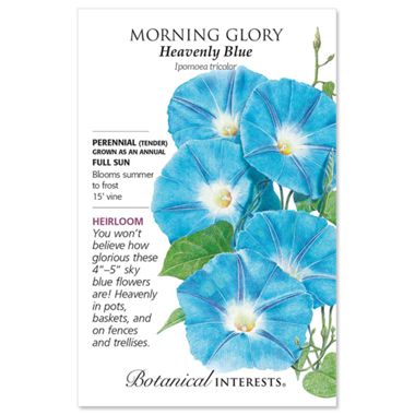 Heavenly Blue Morning Glory Seed