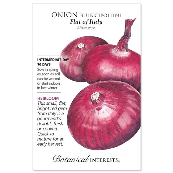 Flat of Italy Bulb Cipollini Onion Seed