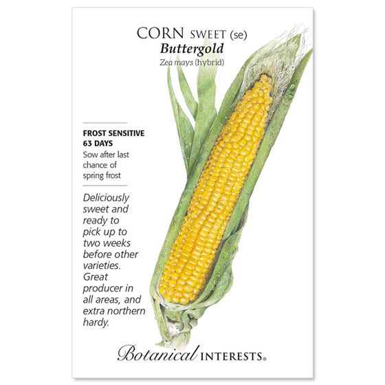Buttergold Sweet Corn Seed