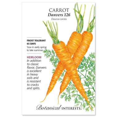 Danvers 126 Carrot Seed