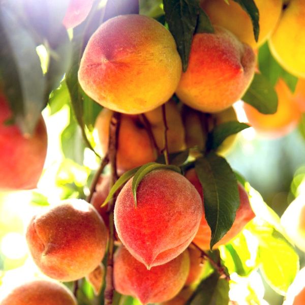 Suncrest Peaches on a tree