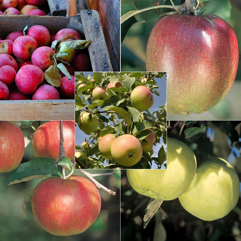 Antique Cider Apple Collection Apple Trees Stark Bro’s