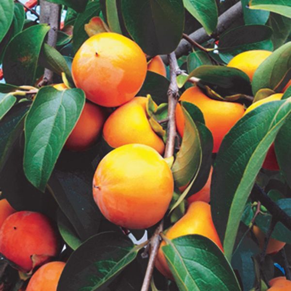 Maekawa Jiro Asian Persimmon growing