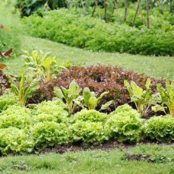 Garden Plants