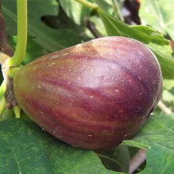 Texas Everbearing Fig