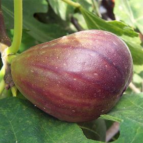 Texas Everbearing Fig