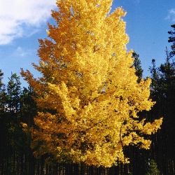 Quaking Aspen Landscaping Tree