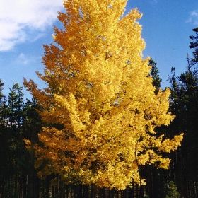 Quaking Aspen Landscaping Tree
