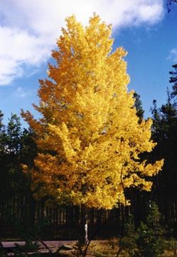 Quaking Aspen Landscaping Tree
