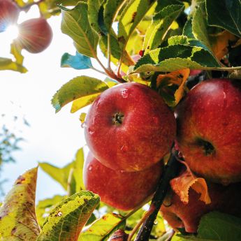 apple tree bearing fruit