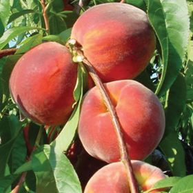 Flamin' Fury® with fruit on a tree