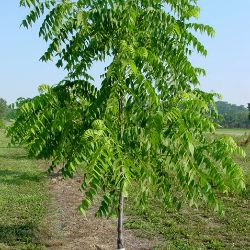 Photo of Stark® Black Gem® Walnut Tree