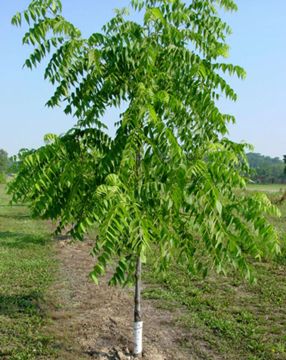 Photo of Stark® Black Gem® Walnut Tree