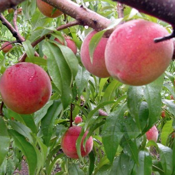 Flamin' Fury® Peach Tree