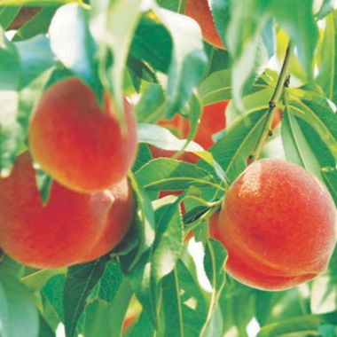 Flamin' Fury® Peach tree