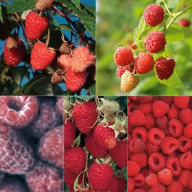 Farmer's Market Raspberry Patch Berry collection