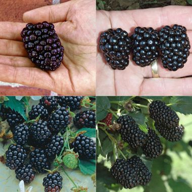 Farmer's Market Blackberry Patch Collection with different blackberries