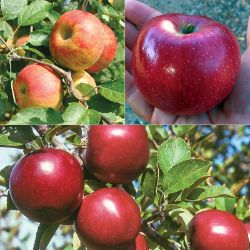 Organic Warm-Weather Apple Tree Collection with different apples